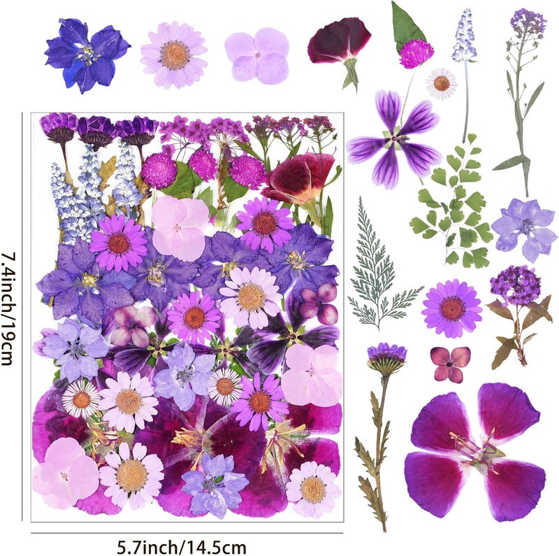 Xinxinran 50Pcs Large Purple Dried Pressed Flowers for Crafts, Dry Flowers Kit for Resin Molds,Epoxy Resin Accessories,Bookmark,Nails, Jewelry Molds,Candle Making Supplies,Soap,Frame,Cakes - Image 2